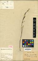 Holotype of Gomphrena denudata Moq. [family AMARANTHACEAE]