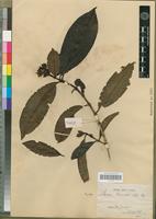 Syntype of Ixora truncata Müll. Arg. [family RUBIACEAE]