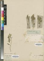 Syntype of Selaginella aristata Spring [family PTERIDOPHYTA]