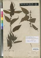Syntype of Acalypha pervilleana Baill. [family EUPHORBIACEAE]