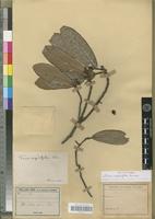 Holotype of Ficus rigidifolia Bur. [family MORACEAE]