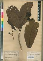 Isotype of Pausinystalia zenkeri W.Brandt [family RUBIACEAE]