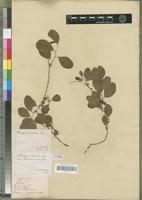 Type of Flueggea obovata Baill. var. luxurians Beille [family EUPHORBIACEAE]