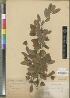 Isotype of Hymenocardia lanceolata Beille [family EUPHORBIACEAE]