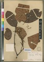 Isotype of Calpocalyx letestui Pellegr. [family FABACEAE-MIMOSOIDEAE]
