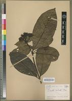 Isotype of Pavetta robusta Bremek. [family RUBIACEAE]