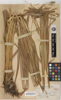 Isotype of Cyperus koyaliensis Cherm. [family CYPERACEAE]
