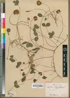 Isotype of Trifolium stipitatum Clos [family FABACEAE-PAPILIONOIDEAE]