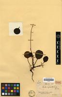 Type of Pyrola rugosa Andres [family ERICACEAE]