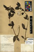Type of Adenosma annamense Yamazaki [family SCROPHULARIACEAE]