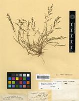 Isotype of Eragrostis unionis Steud. [family POACEAE]