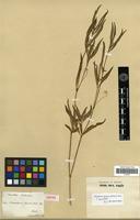 Isotype of Brandesia lanceolata Benth. [family AMARANTHACEAE]
