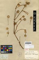 Isotype of Alternanthera villosa Kunth [family AMARANTHACEAE]