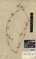 Isotype of Philoxerus diffusus R.Br. [family AMARANTHACEAE]