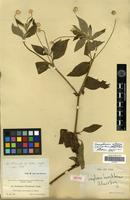 Isotype of Gomphrena tuerckheimii Uline & Bray [family AMARANTHACEAE]