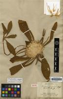 Lectotype of Gomphrena macrocephala A. St.-Hil. [family AMARANTHACEAE]