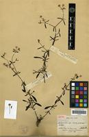 Isotype of Gomphrena hillii Suess. [family AMARANTHACEAE]
