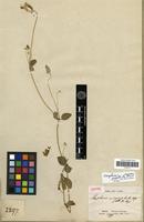 Isotype of Gomphrena microcephala Moq. [family AMARANTHACEAE]