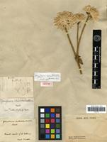 Isotype of Gomphrena schlechtendaliana Mart. [family AMARANTHACEAE]