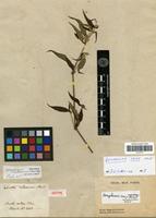 Isotype of Gomphrena holosericea Mart. [family AMARANTHACEAE]