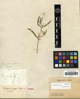 Holotype of Telanthera longipes Moq. [family AMARANTHACEAE]