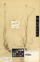 Type of Hordeum cylindricum Steud. [family POACEAE]