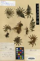 Syntype of Polypodium vulgare L. var. japonicum Franch. & Sav. [family PTERIDOPHYTA]