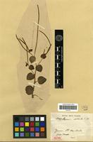 Isotype of Peperomia cordilimba C.DC. [family PIPERACEAE]