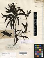 Isotype of Acacia spirorbis Labill. [family FABACEAE-MIMOSOIDEAE]