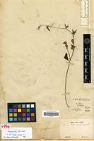 Isotype of Ipomoea hirta M.Martens & Galeotti [family CONVOLVULACEAE]