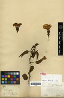 Isotype of Ipomoea pauciflora M.Martens & Galeotti [family CONVOLVULACEAE]