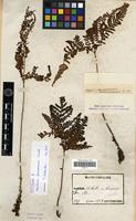 Holotype of Aspidium formosanum Christ [family PTERIDOPHYTA]