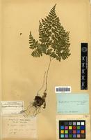 Type of Aspidium callopsis Franch. & Sav. [family PTERIDOPHYTA]