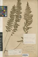 Type? of Polystichum sinense (Christ) Christ [family PTERIDOPHYTA]