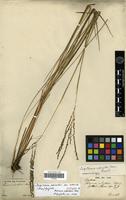 Isotype of Digitaria phaeothrix (Trin.) Parodi var. adusta (Nees) Rúgolo [family POACEAE]