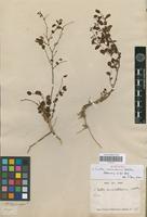 Syntype of Croton nummularium Baill. [family EUPHORBIACEAE]