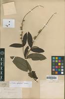 Syntype of Croton sphaerogynus Baill. [family EUPHORBIACEAE]
