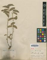 Isotype of Acalypha variabilis Klotzsch ex Baill. var. urticoides Baill. [family EUPHORBIACEAE]