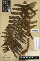 Isotype of Aspidium microchlamys Christ [family PTERIDOPHYTA]