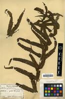 Type of Aspidium jaculosum Christ [family PTERIDOPHYTA]