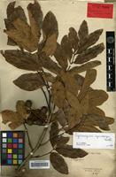Isolectotype of Cupaniopsis apiocarpa Radlk. [family SAPINDACEAE]