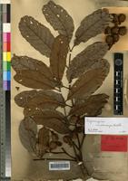 Isotype of Cupaniopsis macrocarpa Radlk. [family SAPINDACEAE]