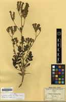 Type? of Phacelia crenulata Torr. ex S.Watson var. vulgaris Brand [family HYDROPHYLLACEAE]
