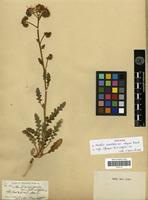 Syntype of Phacelia crenulata Torr. ex S.Watson var. vulgaris Brand [family HYDROPHYLLACEAE]
