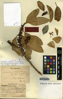 Syntype of Nesoluma st.-johnianum H.J.Lam & B.J.D.Meeuse [family SAPOTACEAE]