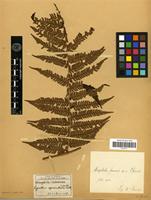 Type of Alsophila fauriei Christ [family PTERIDOPHYTA]
