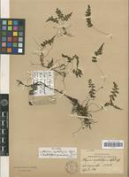 Isotype of Athyrium hyalostegium Copel. [family PTERIDOPHYTA]