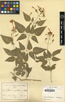 Isolectotype of Jasminum fluminense Vell. subsp. gratissimum (Deflers) P.S.Green [family OLEACEAE]