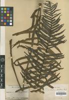 Type of Aspidium lobulatum Christ [family PTERIDOPHYTA]