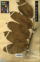 Type? of Colea fusca H. Perrier [family BIGNONIACEAE]